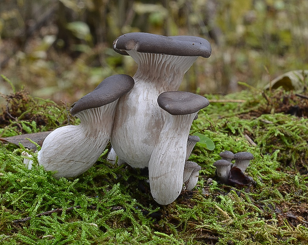 hliva ustricovitá Pleurotus ostreatus (Jacq.) P. Kumm.