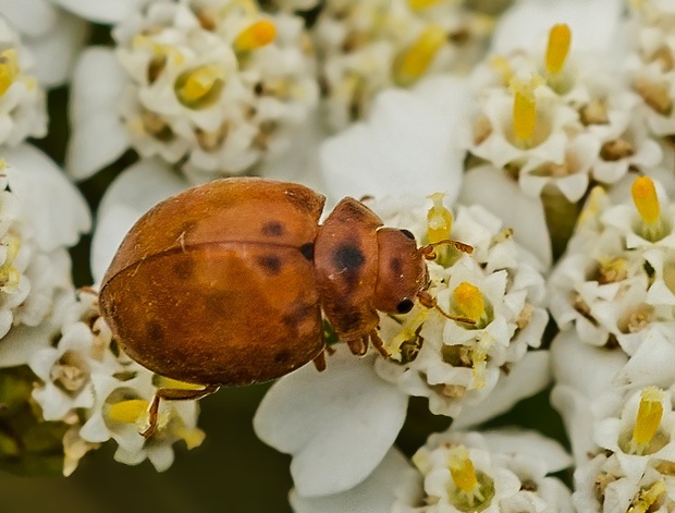 lienočka lucernová Subcoccinella vigintiquatuorpunctata