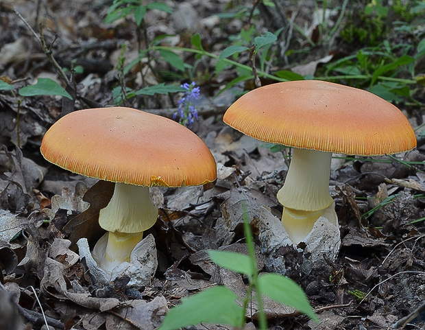 muchotrávka cisárska Amanita caesarea (Scop.) Pers.