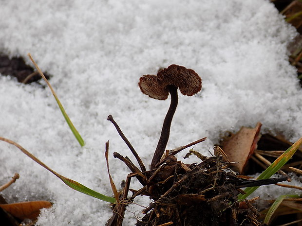 lopatovka obyčajná Auriscalpium vulgare Gray