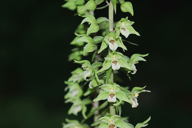 kruštík Epipactis x schulzei