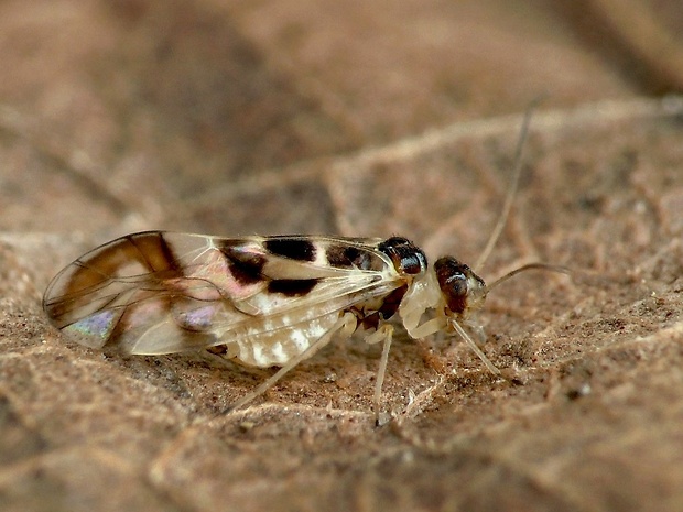 pavoš Graphopsocus cruciatus Linnaeus, 1768