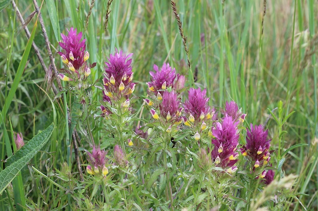 čermeľ roľný Melampyrum arvense L.