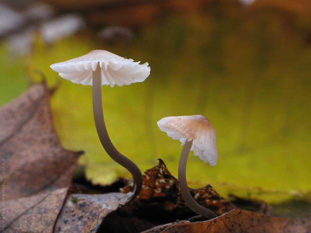 prilbička ružovolupeňová Mycena galericulata (Scop.) Gray