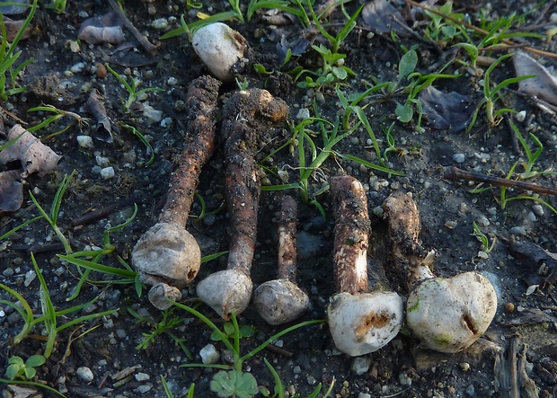 stopkovec vláknitý Tulostoma fimbriatum Fr.