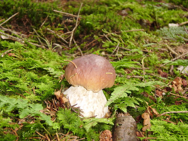 hríb smrekový Boletus edulis Bull.