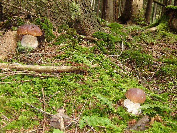 hríb smrekový Boletus edulis Bull.