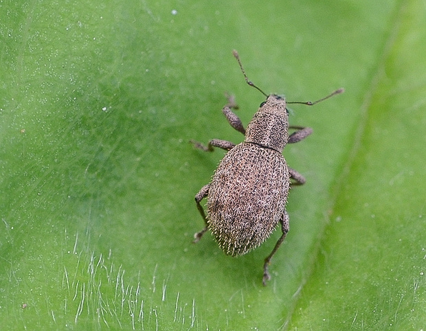 nosáčik  Sciaphilus asperatus