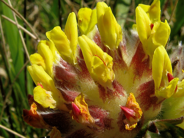 bôľhoj lekársky Anthyllis vulneraria subsp. pseudovulneraria (Sag.) J. Duvign.