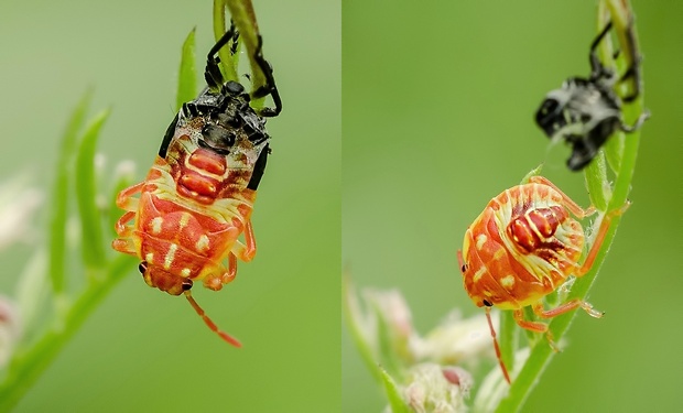 zvlek nymfy Carpocoris sp.