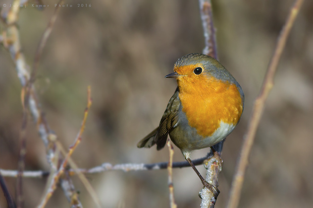 slávik červienka Erithacus rubecula