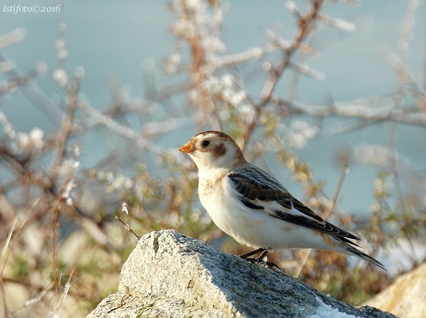 snehuľka severská Plectrophenax nivalis