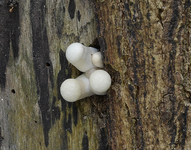 hliva dubová Pleurotus dryinus (Pers.) P. Kumm.