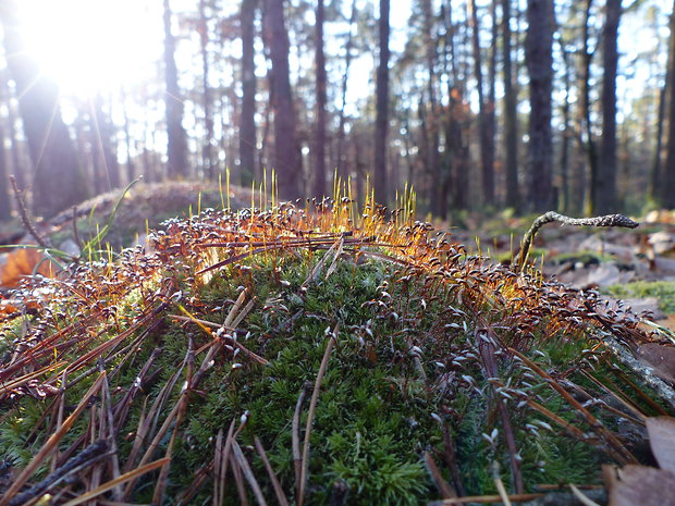 ploník obyčajný Polytrichum commune Hedw.