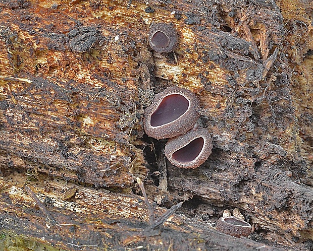 čiaška purpurová Purpureodiscus subisabellinus (Le Gal) Van Vooren