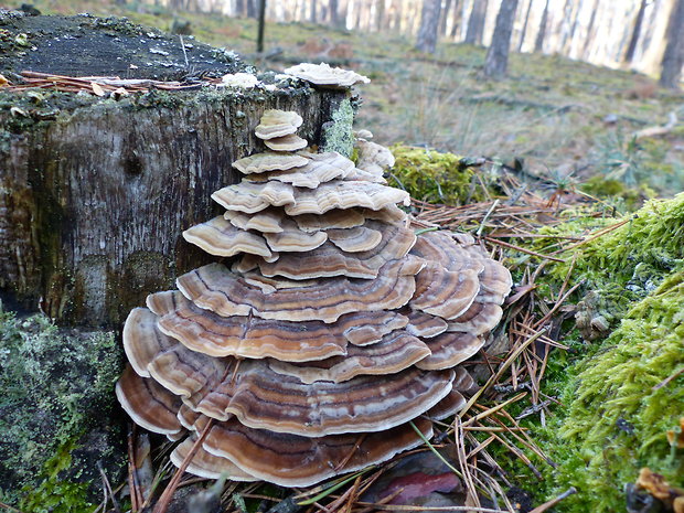 trúdnikovec pestrý Trametes versicolor (L.) Lloyd