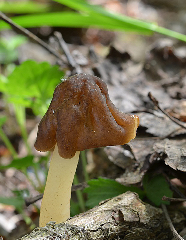 smrčkovec náprstkovitý Verpa conica (O.F. Müll.) Sw.