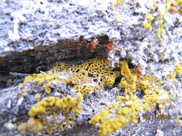 vlasovníčka  Hemitrichia serpula (Scop.) Rostaf.