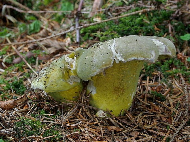 hubožer zelený Hypomyces viridis P. Karst.