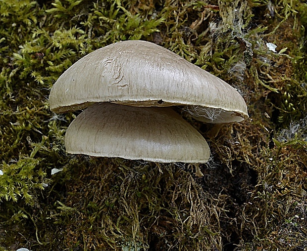 hliva závojová Pleurotus calyptratus (Lindblad ex Fr.) Sacc.