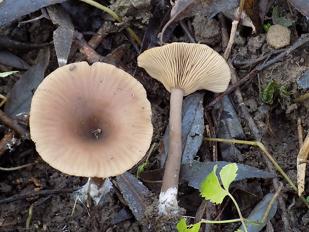 strmulica čiaškovitá Pseudoclitocybe cyathiformis (Bull.) Singer