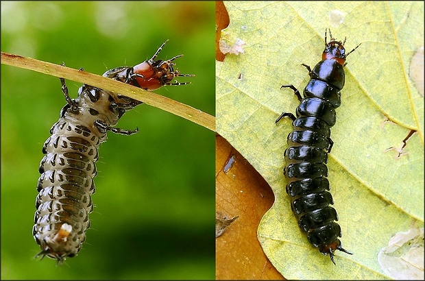 bystruška fialová Carabus violaceus