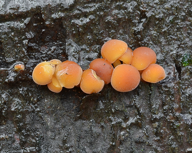 plamienka Flammulina sp.