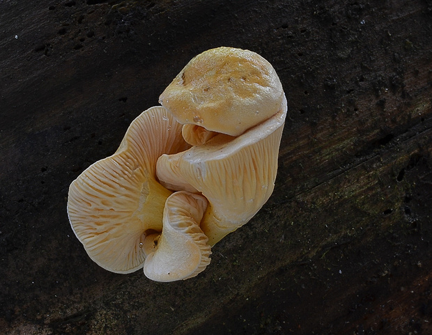 líška oranžová Hygrophoropsis aurantiaca (Wulfen) Maire