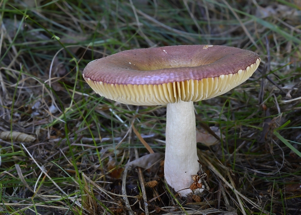 plávka Russula sp.