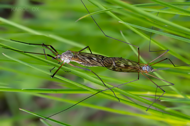 tipuľa Tipula varipennis