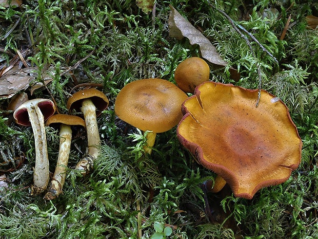 pavučinovec krvavolupeňový Cortinarius semisanguineus (Fr.) Gillet