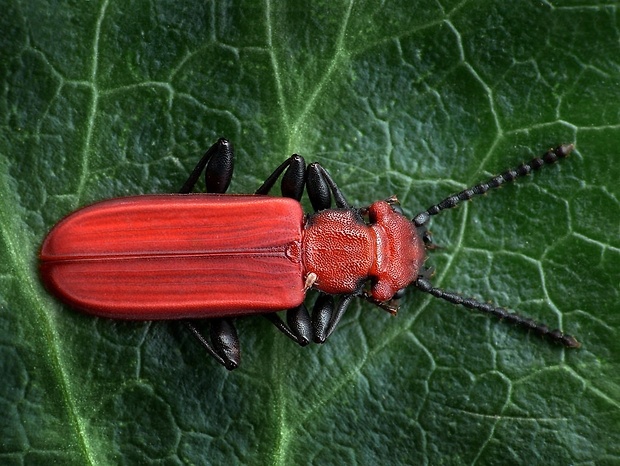 plocháč červený (sk) / lesák rumělkový (cz) Cucujus cinnaberinus Scopoli, 1763
