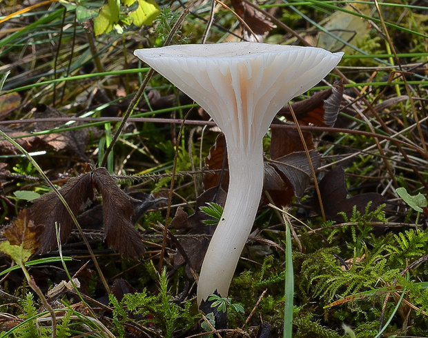 lúčnica snehobiela Cuphophyllus virgineus (Wulfen) Kovalenko