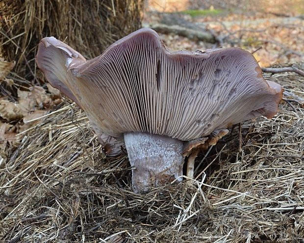 pôvabnica fialová Lepista nuda (Bull.) Cooke