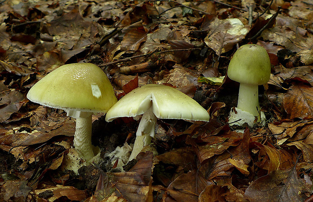 muchotrávka zelená Amanita phalloides (Vaill. ex Fr.) Link