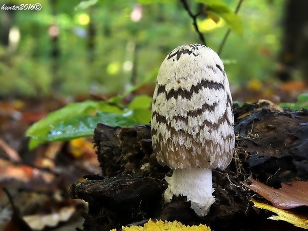 hnojník strakatý Coprinopsis picacea (Bull.) Redhead, Vilgalys & Moncalvo