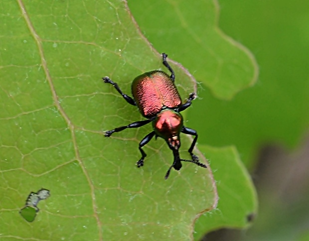 nosanik čeršnový Rhynchites auratus