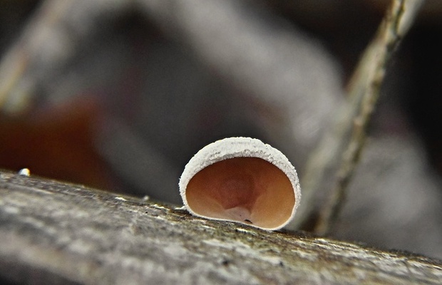 škľabka plstnatá Schizophyllum amplum (Lév.) Nakasone