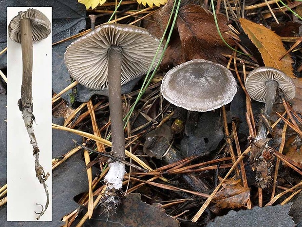 sivolupeňovka Tephrocybe rancida (Fr.) Donk