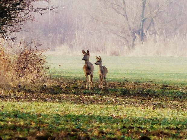 srna lesná  Capreolus capreolus