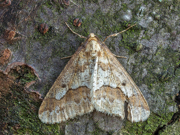 piadivka zimná  Erannis defoliaria