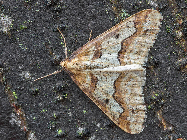 piadivka zimná  Erannis defoliaria