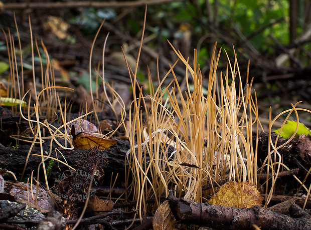 kyjovka tenká Macrotyphula juncea (Alb. & Schwein.) Berthier