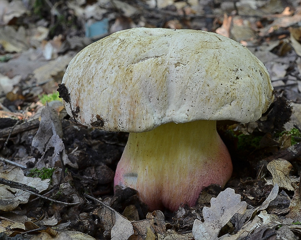 hríb satanský Rubroboletus satanas f. satanas (Lenz) Kuan Zhao & Zhu L. Yang