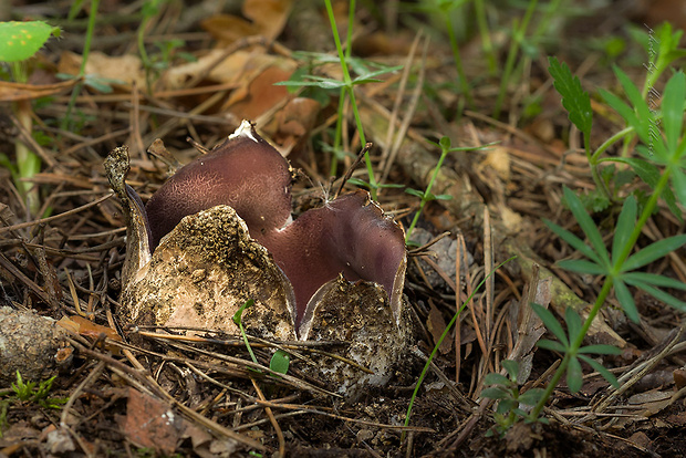 tulipánovka fialová Sarcosphaera coronaria (Jacq.) J. Schröt.