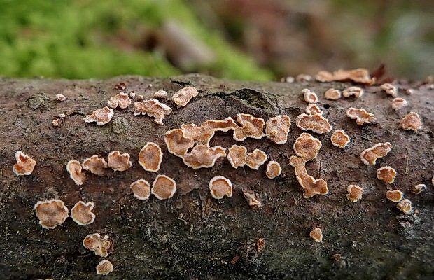 obrúbenec beztvarý Aleurodiscus amorphus (Pers.) J. Schröt.