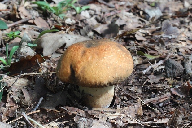 hríb bronzový Boletus aereus Bull. ex Fr.