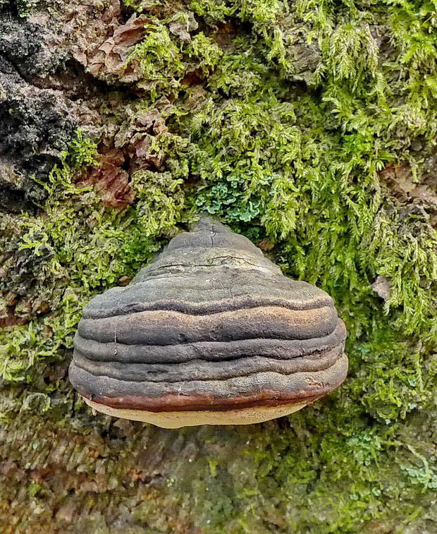 práchnovček pásikavý Fomitopsis pinicola (Sw.) P. Karst.