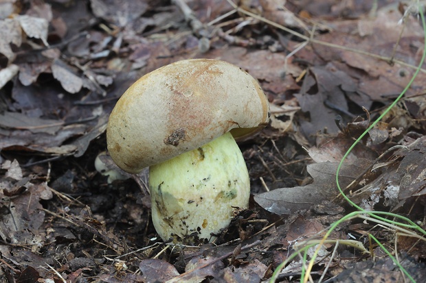 hríb plavý Hemileccinum impolitum (Fr.) Šutara