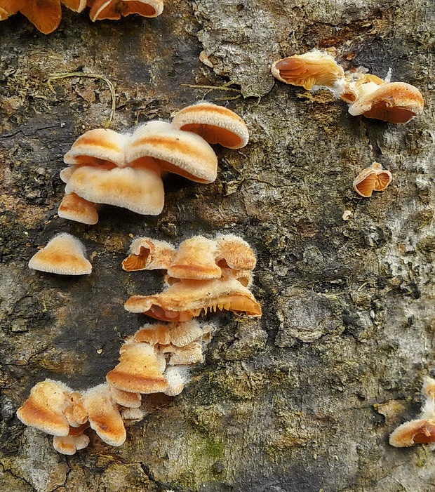 hlivník hniezdovitý Phyllotopsis nidulans (Pers.) Singer